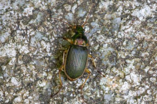 Chlaenius velutinus auricollis